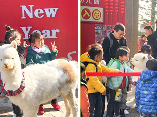best365官方网站幼儿园开展“我和羊驼交朋友”亲近自然互动体验活动